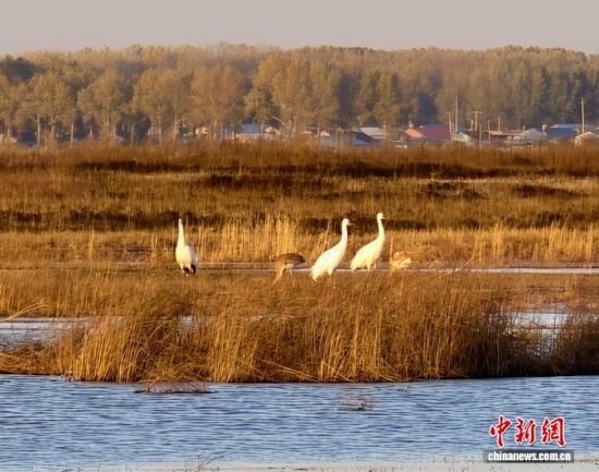 �ؚw�QȺ�ġ�С��(����)�����˰��QȺ�w�����r �z