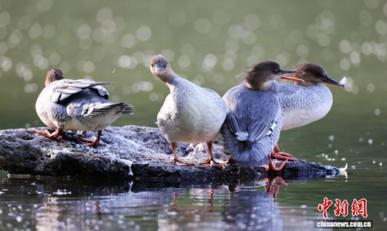 ���A��ɳ�����ԁ����w��ˮ��ʯ�^����Ϣ�����w��� �z