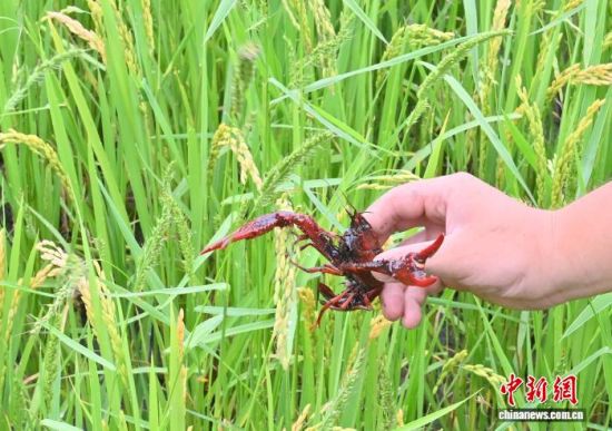 �ڼ���ʡ��ͨ�h�������ˆT�ɹ����������m��(y��ng)�������حh(hu��n)����С���r�磬��(chu��ng)��̽���������B(y��ng)ֳ�rз��ģʽ��(�Y�ψD) ���� �z